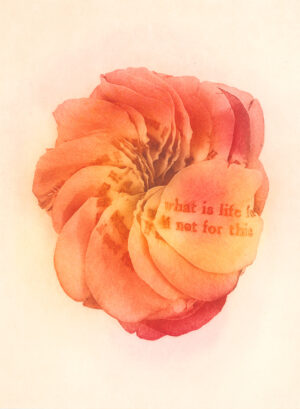 Jenn Law - what is life for if not for this (C III), 6.75" x 5", photopolymer gravure print of letterpress printed rose petals, variable edition of 5, 2026