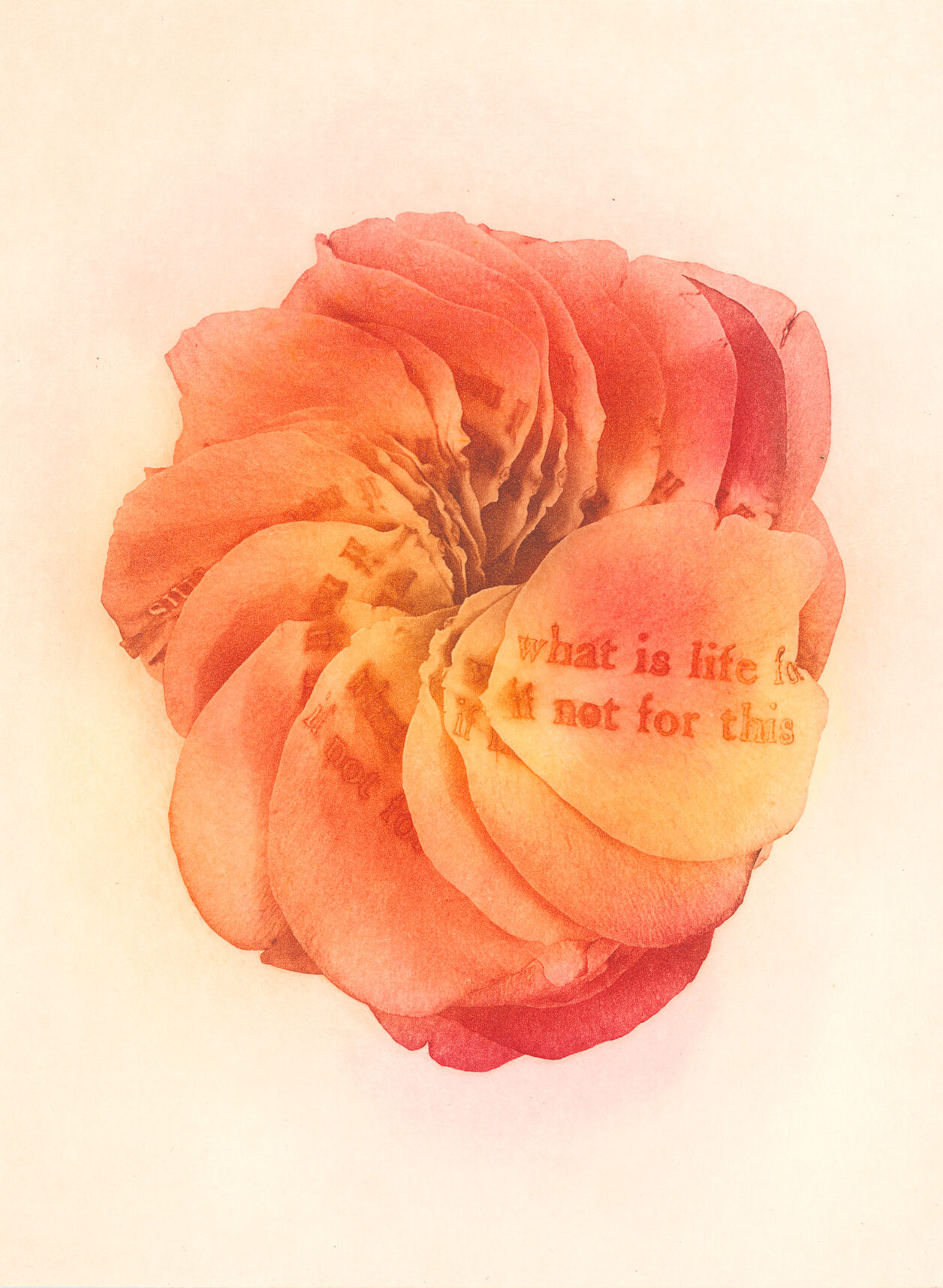 Jenn Law - what is life for if not for this (C III), 6.75" x 5", photopolymer gravure print of letterpress printed rose petals, variable edition of 5, 2026