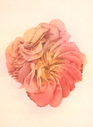 Jenn Law - what is life for if not for this (C II), 6.75" x 5", photopolymer gravure print of letterpress printed rose petals, variable edition of 5, 2026