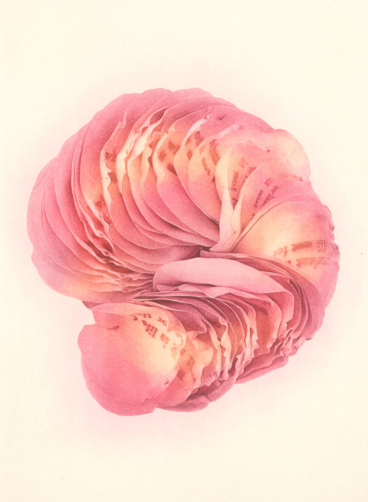 Jenn Law - what is life for if not for this (C IV), 6.75" x 5", photopolymer gravure print of letterpress printed rose petals, variable edition of 5, 2026