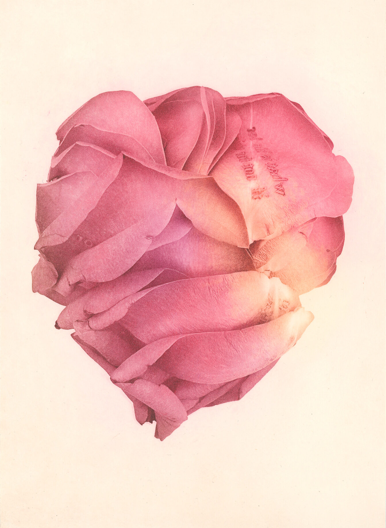 Jenn Law - what is life for if not for this (C I), 6.75" x 5", photopolymer gravure print of letterpress printed rose petals, variable edition of 5, 2026