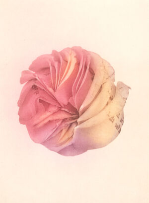 Jenn Law - what is life for if not for this (C V), 6.75" x 5", photopolymer gravure print of letterpress printed rose petals, variable edition of 5, 2026
