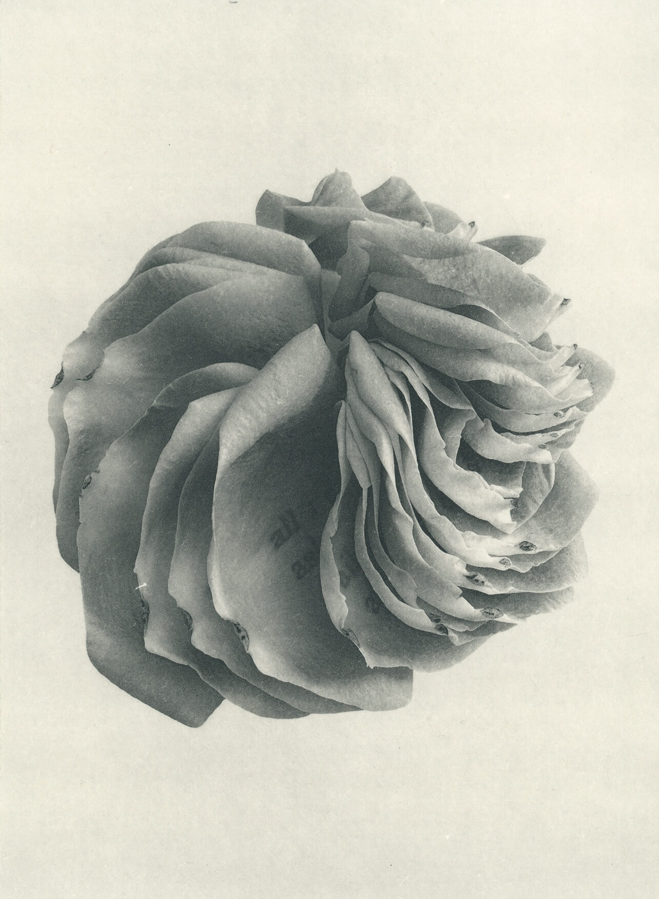 Jenn Law - all i ever asked (B I), 6.75" x 5", photopolymer gravure of letterpress printed rose petals, variable edition of 5, 2026