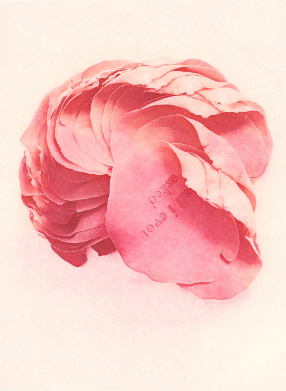 Jenn Law - all i ever asked (C II), 6.75" x 5", photopolymer gravure print of letterpress printed rose petals, variable edition of 5, 2024