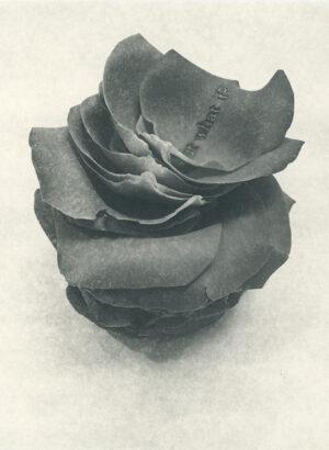 Jenn Law - but what if? (B I), 6.75" x 5", photopolymer gravure of letterpress printed rose petals, variable edition of 5, 2024