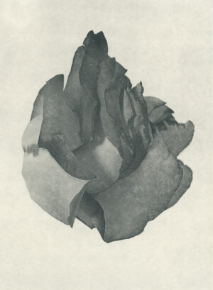 Jenn Law - call me back (B I), 6.75" x 5", photopolymer gravure of letterpress printed rose petals, variable edition of 5, 2026