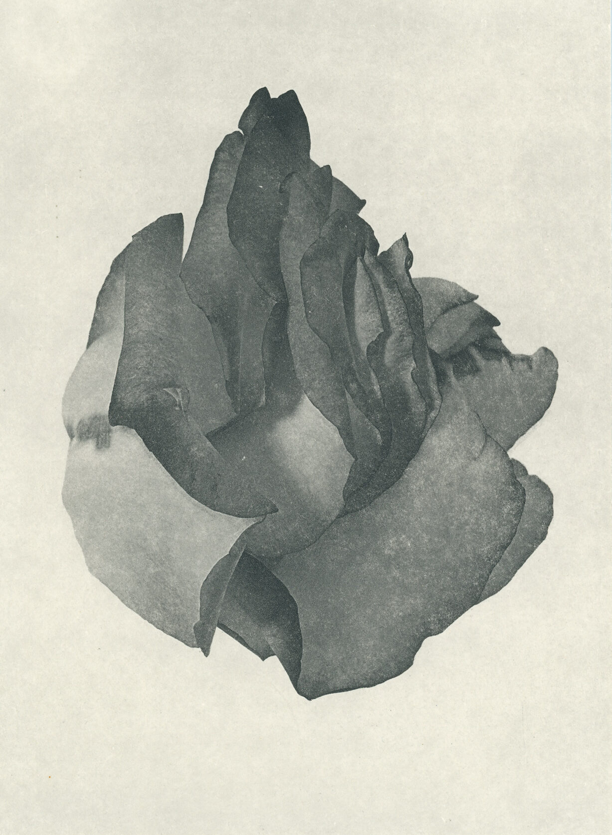 Jenn Law - call me back (B I), 6.75" x 5", photopolymer gravure of letterpress printed rose petals, variable edition of 5, 2026