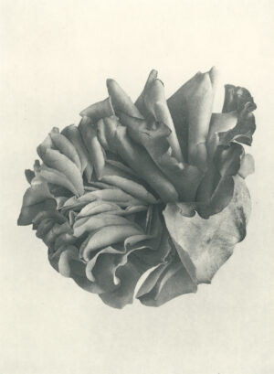 Jenn Law - courage, darling (B III), 6.75" x 5", photopolymer gravure of letterpress printed rose petals, variable edition of 5, 2026