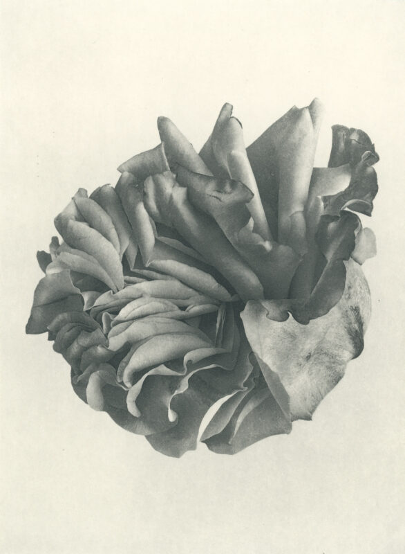 Jenn Law - courage, darling (B III), 6.75" x 5", photopolymer gravure of letterpress printed rose petals, variable edition of 5, 2026