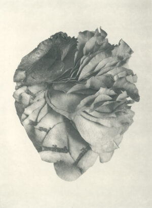 Jenn Law - courage, darling (B II), 6.75" x 5", photopolymer gravure of letterpress printed rose petals, variable edition of 5, 2026