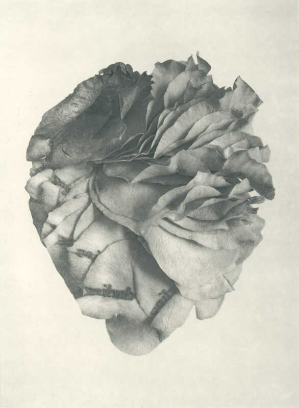 Jenn Law - courage, darling (B II), 6.75" x 5", photopolymer gravure of letterpress printed rose petals, variable edition of 5, 2026
