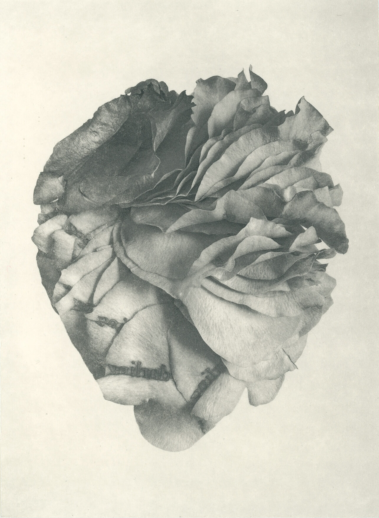 Jenn Law - courage, darling (B II), 6.75" x 5", photopolymer gravure of letterpress printed rose petals, variable edition of 5, 2026