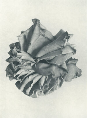 Jenn Law - courage, darling (B I), 6.75" x 5", photopolymer gravure of letterpress printed rose petals, variable edition of 5, 2026