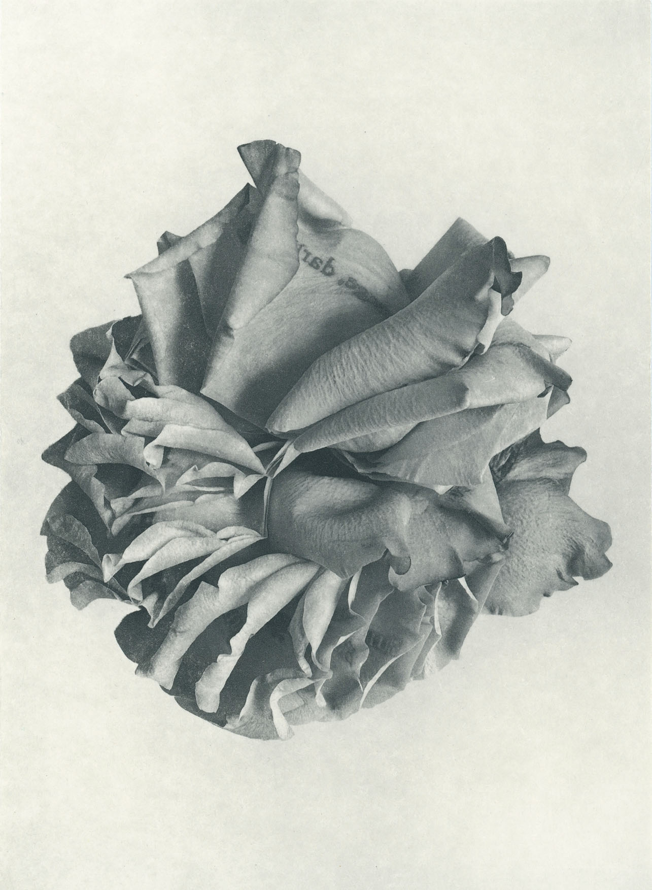 Jenn Law - courage, darling (B I), 6.75" x 5", photopolymer gravure of letterpress printed rose petals, variable edition of 5, 2026