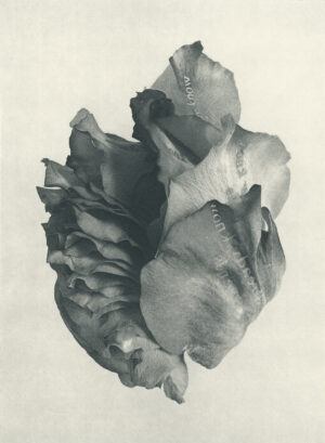 Jenn Law - i already know how it ends (B II), 6.75" x 5", photopolymer gravure of letterpress printed rose petals, variable edition of 5, 2026