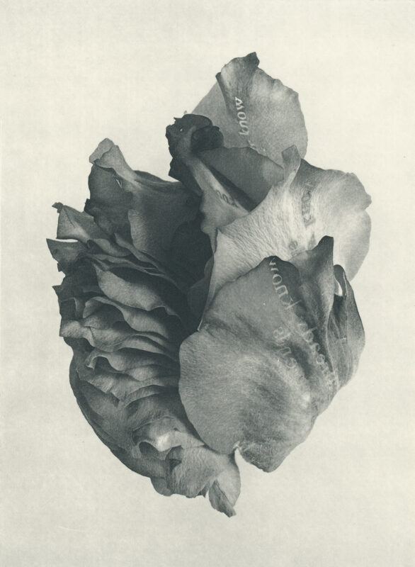 Jenn Law - i already know how it ends (B II), 6.75" x 5", photopolymer gravure of letterpress printed rose petals, variable edition of 5, 2026