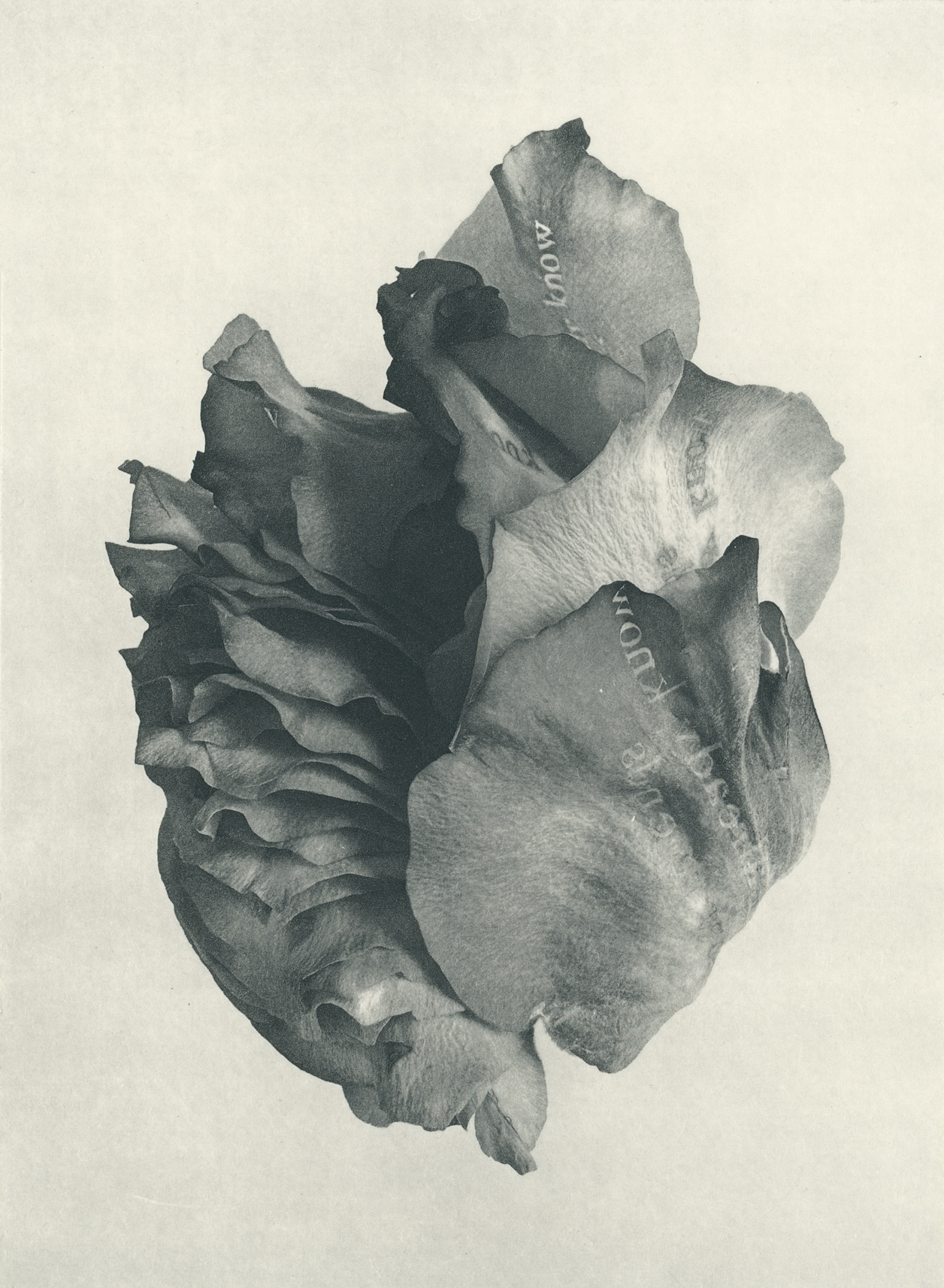 Jenn Law - i already know how it ends (B II), 6.75" x 5", photopolymer gravure of letterpress printed rose petals, variable edition of 5, 2026