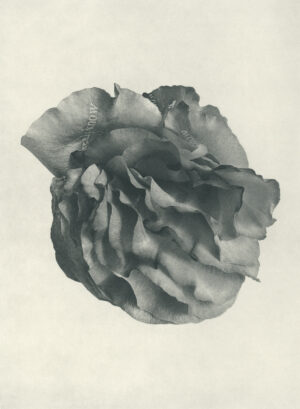 Jenn Law - i already know how it ends (B I), 6.75" x 5", photopolymer gravure of letterpress printed rose petals, variable edition of 5, 2026