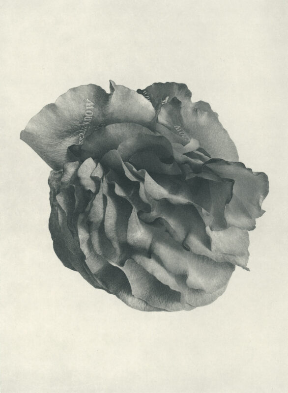 Jenn Law - i already know how it ends (B I), 6.75" x 5", photopolymer gravure of letterpress printed rose petals, variable edition of 5, 2026
