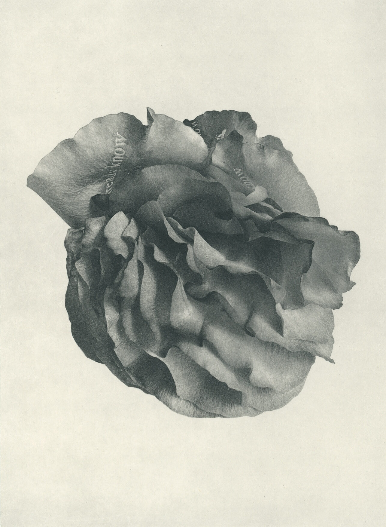 Jenn Law - i already know how it ends (B I), 6.75" x 5", photopolymer gravure of letterpress printed rose petals, variable edition of 5, 2026
