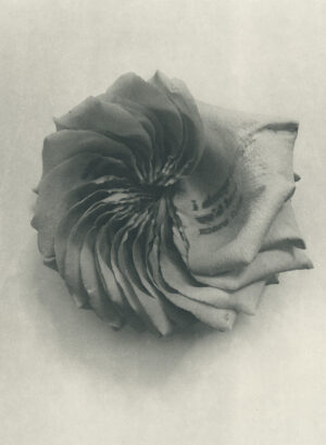 Jenn Law - i always thought we'd have more time (B I), 6.75" x 5", photopolymer gravure of letterpress printed rose petals, variable edition of 5, 2025