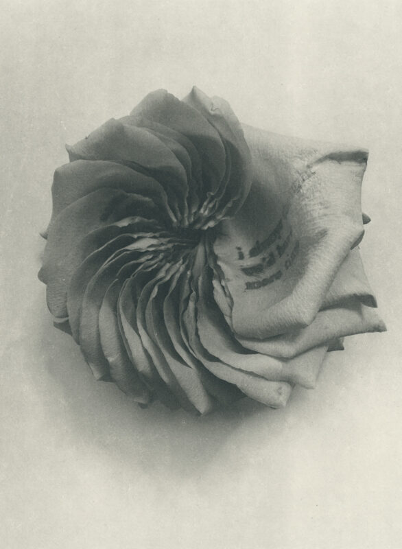 Jenn Law - i always thought we'd have more time (B I), 6.75" x 5", photopolymer gravure of letterpress printed rose petals, variable edition of 5, 2025
