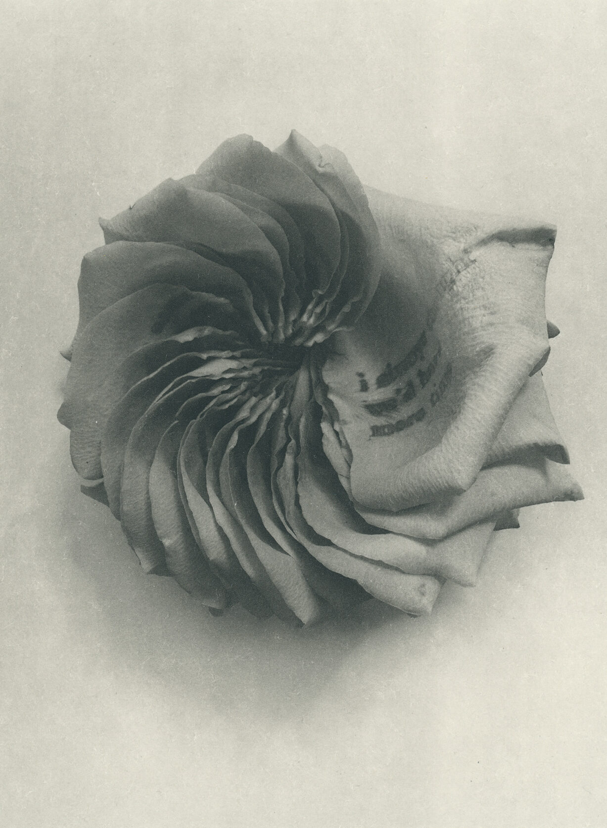 Jenn Law - i always thought we'd have more time (B I), 6.75" x 5", photopolymer gravure of letterpress printed rose petals, variable edition of 5, 2025