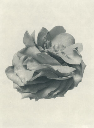 Jenn Law - i don't want it to end (B III), 6.75" x 5", photopolymer gravure of letterpress printed rose petals, variable edition of 5, 2024