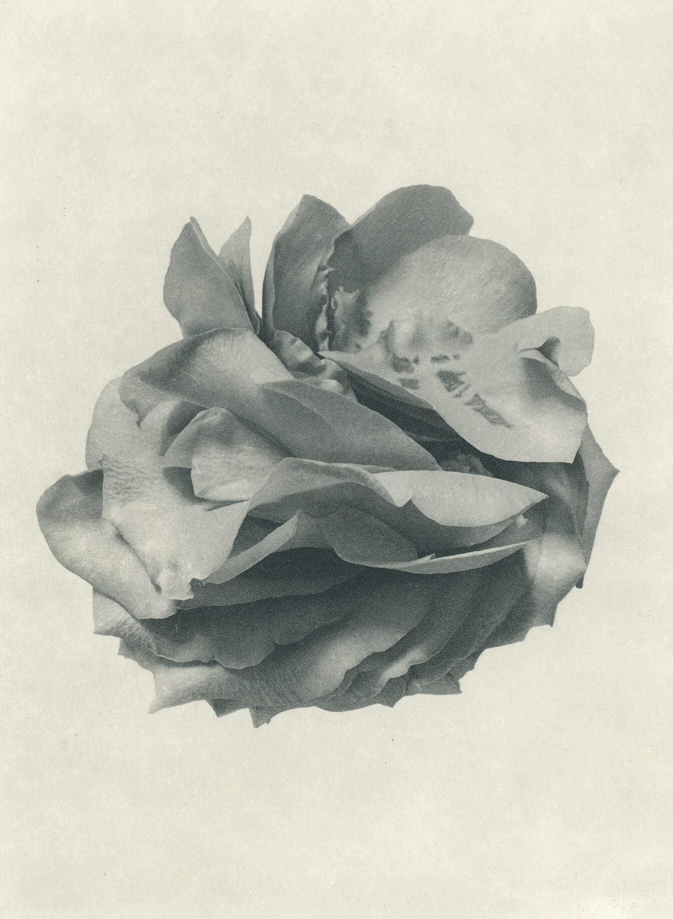 Jenn Law - i don't want it to end (B III), 6.75" x 5", photopolymer gravure of letterpress printed rose petals, variable edition of 5, 2024
