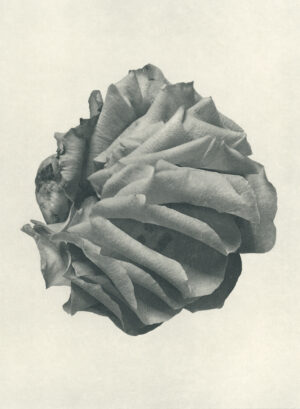 Jenn Law - i don't want it to end (B II), 6.75" x 5", photopolymer gravure of letterpress printed rose petals, variable edition of 5, 2025