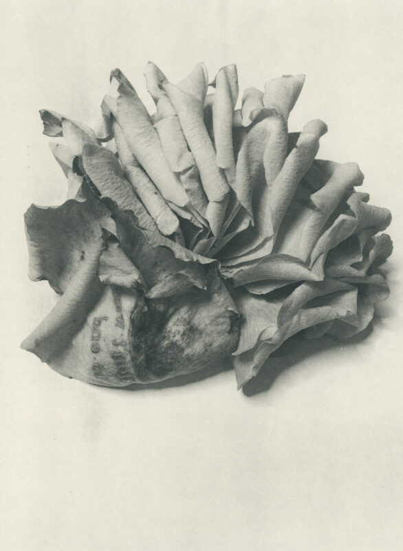 Jenn Law - i don't want it to end (B I), 6.75" x 5", photopolymer gravure of letterpress printed rose petals, variable edition of 5, 2025