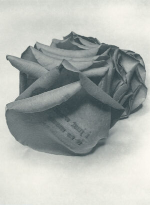 Jenn Law - i just want it to mean something (B I), 6.75" x 5", photopolymer gravure of letterpress printed rose petals, variable edition of 5, 2026