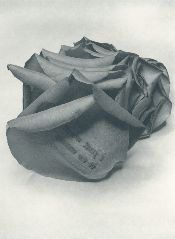 Jenn Law - i just want it to mean something (B I), 6.75" x 5", photopolymer gravure of letterpress printed rose petals, variable edition of 5, 2026