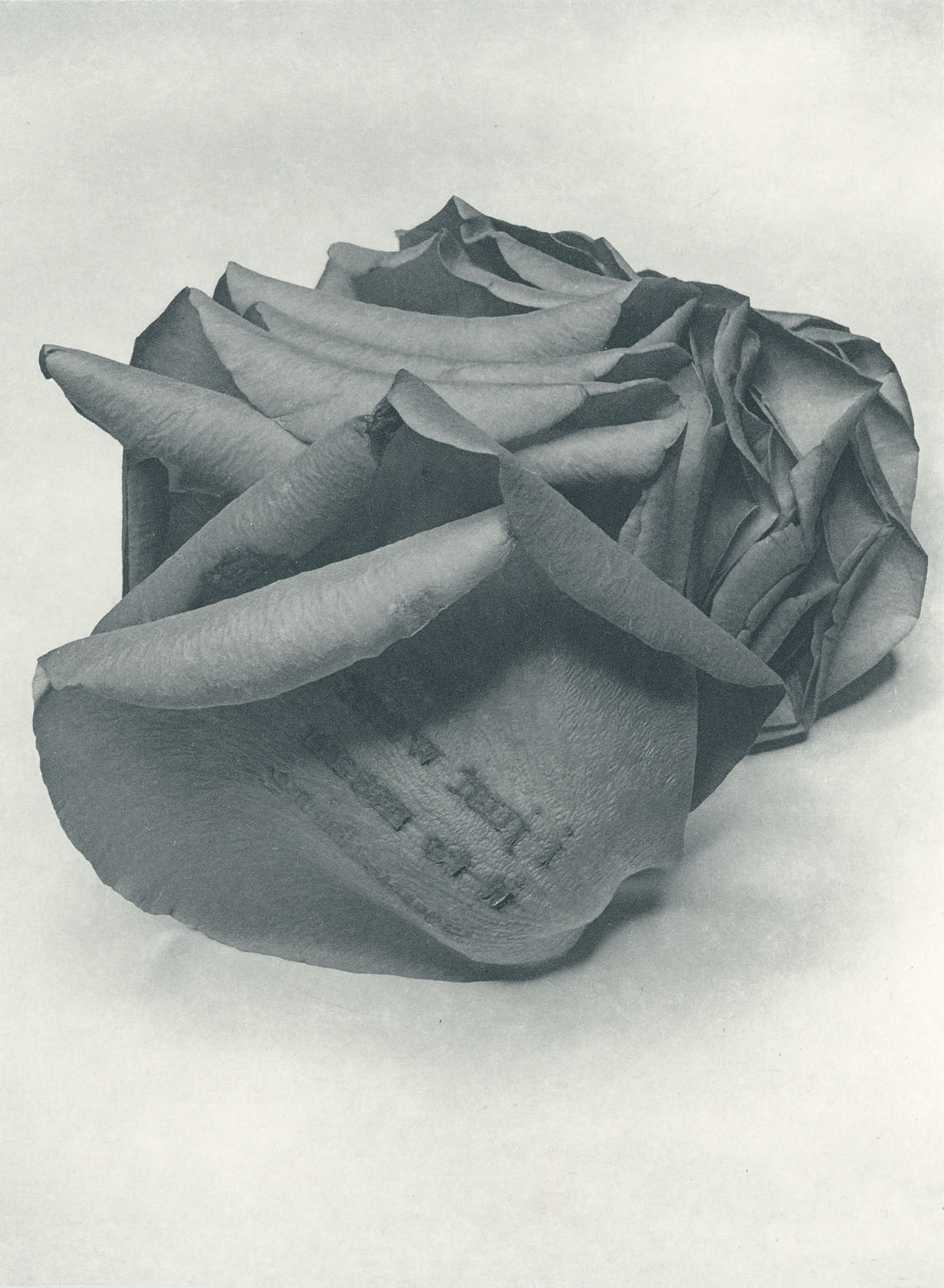 Jenn Law - i just want it to mean something (B I), 6.75" x 5", photopolymer gravure of letterpress printed rose petals, variable edition of 5, 2026