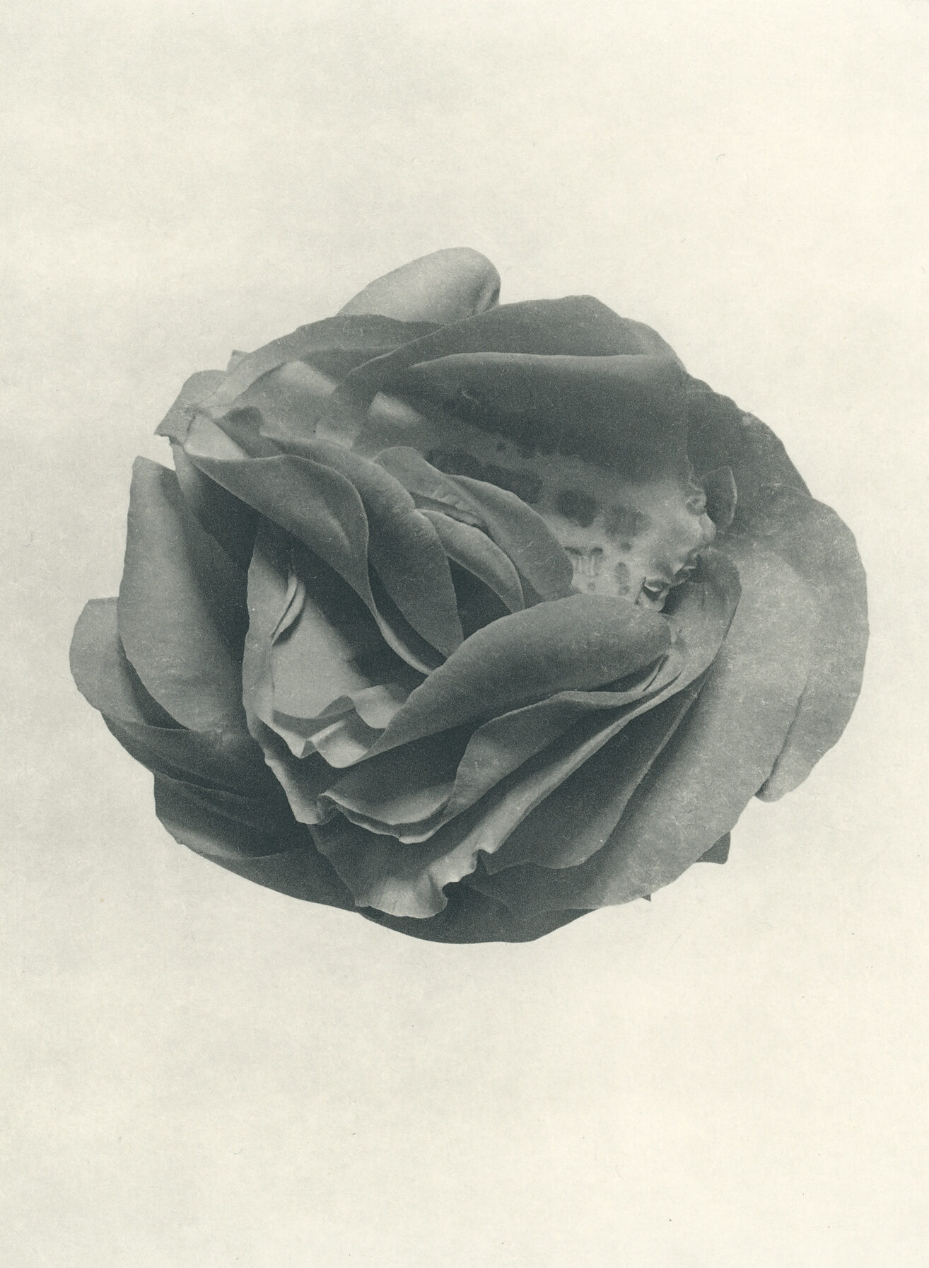 Jenn Law - i just want it to mean something (B III), 6.75" x 5", photopolymer gravure of letterpress printed rose petals, variable edition of 5, 2025