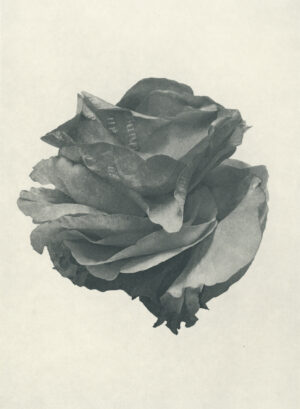 Jenn Law - i just want it to mean something (B II), 6.75" x 5", photopolymer gravure of letterpress printed rose petals, variable edition of 5, 2025