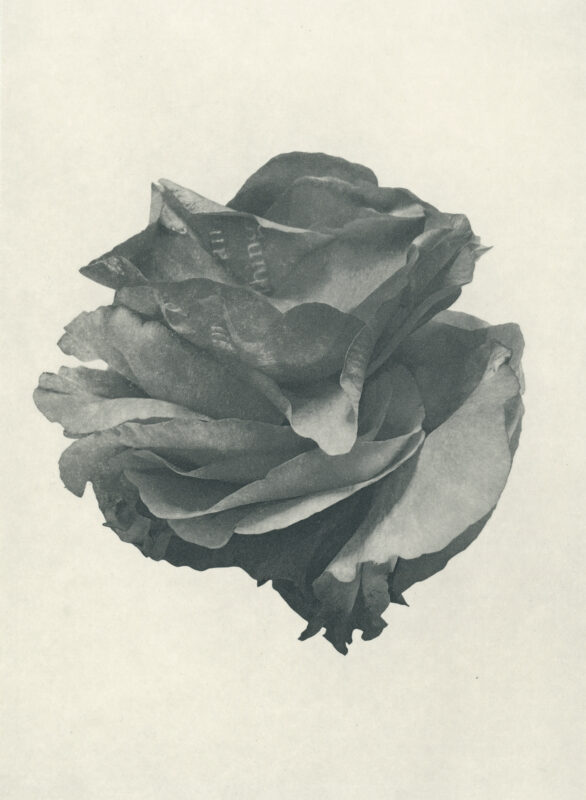 Jenn Law - i just want it to mean something (B II), 6.75" x 5", photopolymer gravure of letterpress printed rose petals, variable edition of 5, 2025