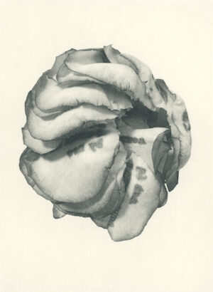 Jenn Law - i thought i would know by now (B II), 6.75" x 5", photopolymer gravure of letterpress printed rose petals, variable edition of 5, 2026
