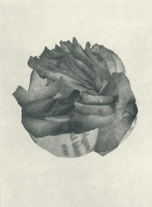 Jenn Law - i thought i would know by now (B I), 6.75" x 5", photopolymer gravure of letterpress printed rose petals, variable edition of 5, 2026