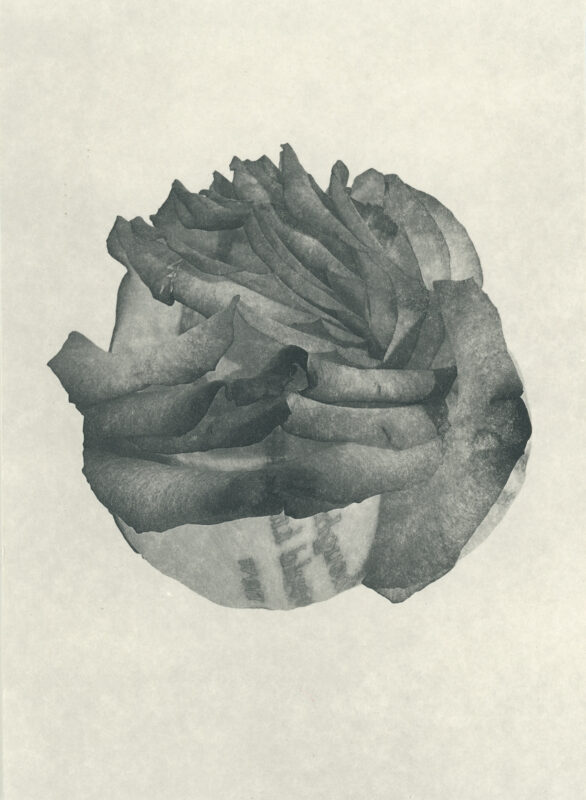 Jenn Law - i thought i would know by now (B I), 6.75" x 5", photopolymer gravure of letterpress printed rose petals, variable edition of 5, 2026