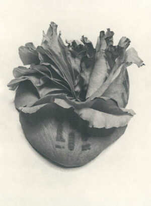 Jenn Law - if there's one thing i know (B II), 6.75" x 5", photopolymer gravure of letterpress printed rose petals, variable edition of 5, 2025
