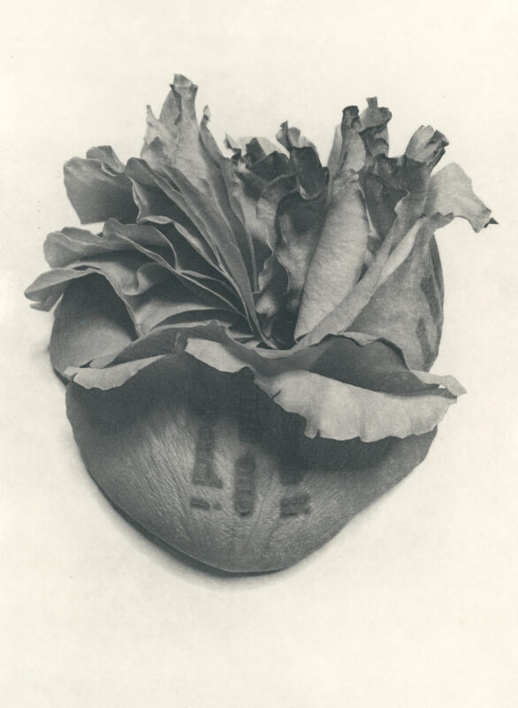 Jenn Law - if there's one thing i know (B II), 6.75" x 5", photopolymer gravure of letterpress printed rose petals, variable edition of 5, 2025