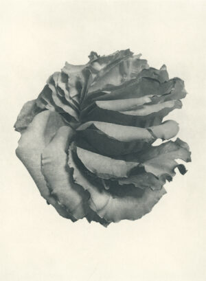 Jenn Law - my heart is breaking all over again (B III), 6.75" x 5", photopolymer gravure of letterpress printed rose petals, variable edition of 5, 2025