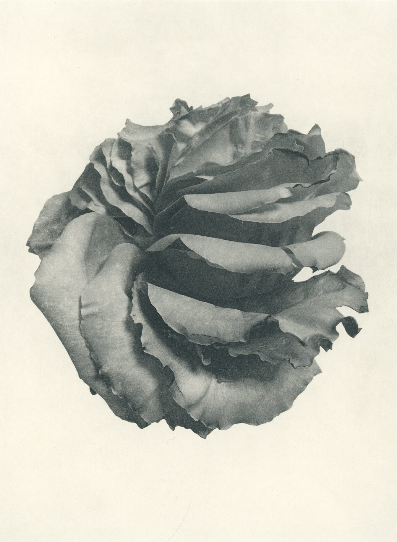 Jenn Law - my heart is breaking all over again (B III), 6.75" x 5", photopolymer gravure of letterpress printed rose petals, variable edition of 5, 2025