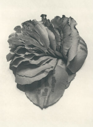 Jenn Law - my heart is breaking all over again (B II), 6.75" x 5", photopolymer gravure of letterpress printed rose petals, variable edition of 5, 2025