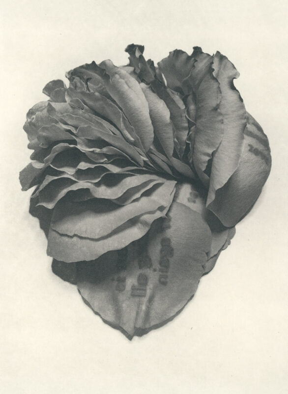 Jenn Law - my heart is breaking all over again (B II), 6.75" x 5", photopolymer gravure of letterpress printed rose petals, variable edition of 5, 2025