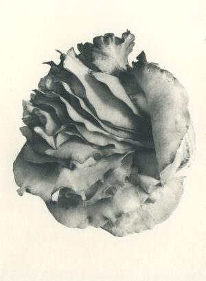 Jenn Law - nothing is without mystery (B II), 6.75" x 5", photopolymer gravure of letterpress printed rose petals, variable edition of 5, 2026