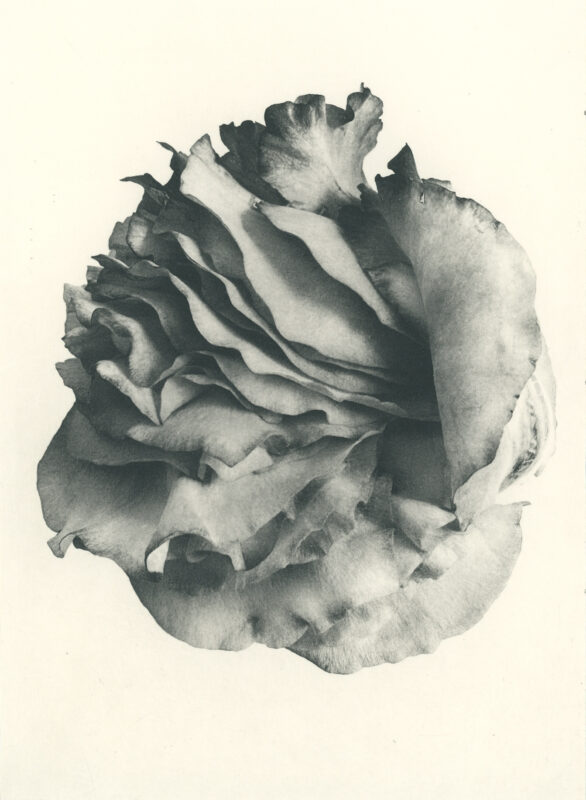 Jenn Law - nothing is without mystery (B II), 6.75" x 5", photopolymer gravure of letterpress printed rose petals, variable edition of 5, 2026