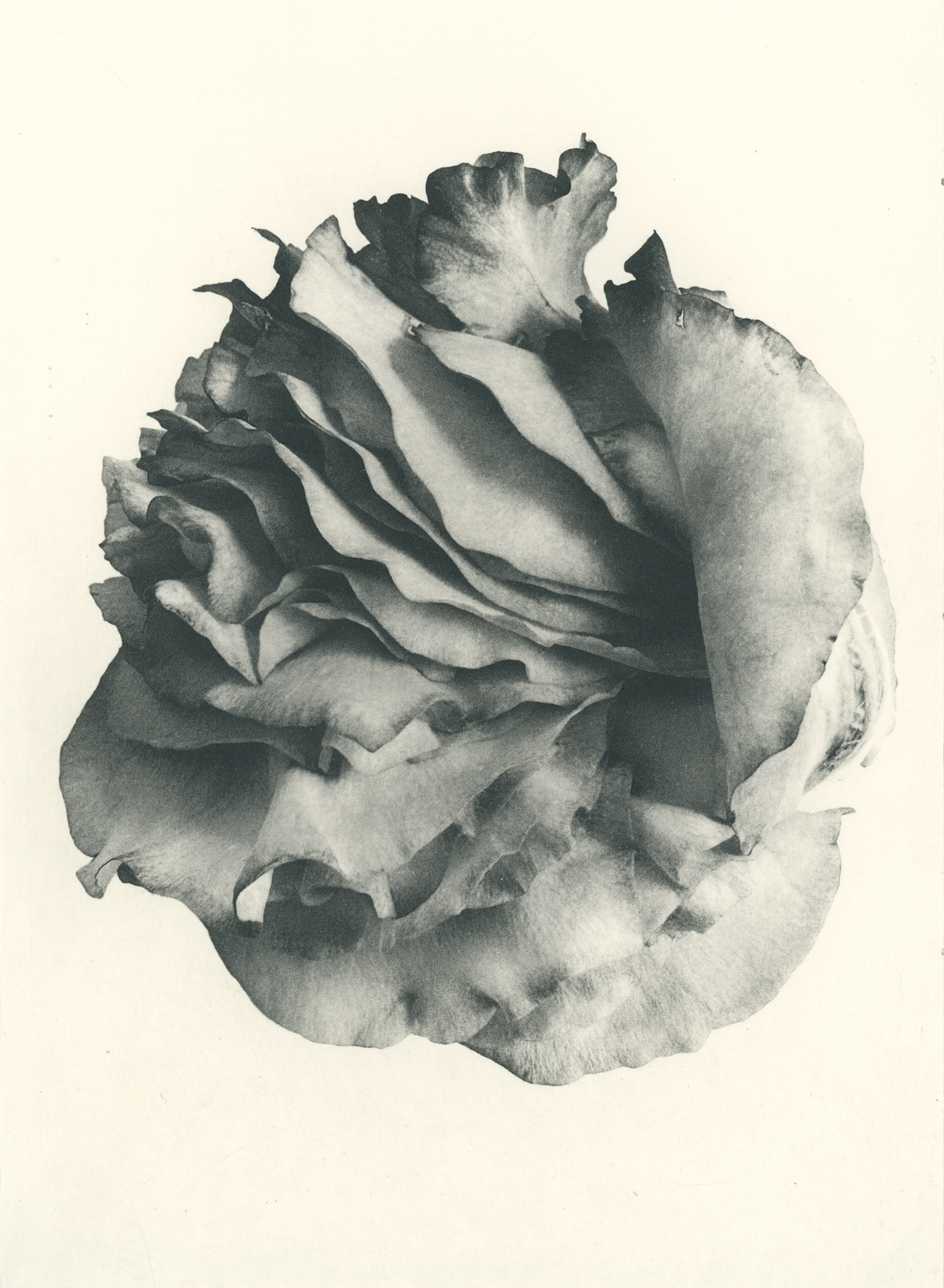 Jenn Law - nothing is without mystery (B II), 6.75" x 5", photopolymer gravure of letterpress printed rose petals, variable edition of 5, 2026
