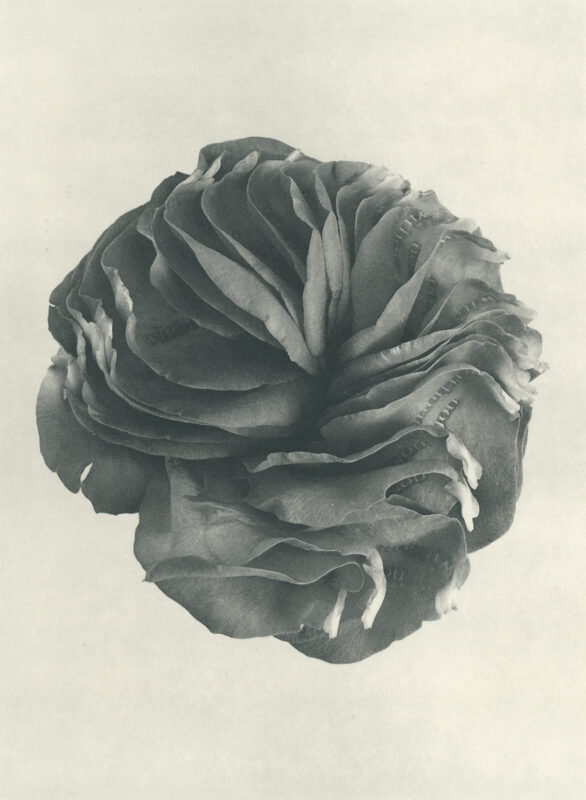 Jenn Law - nothing is without mystery (B I), 6.75" x 5", photopolymer gravure of letterpress printed rose petals, variable edition of 5, 2026